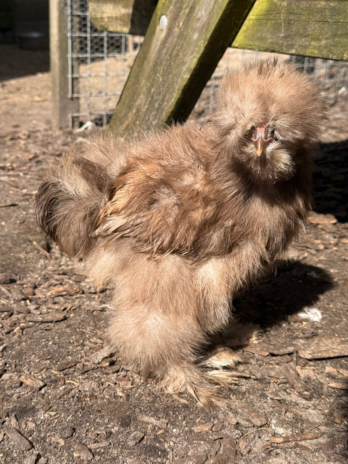Choco mottled haantje 15 weken USA zijdehoen, Dieren en Toebehoren, Mannelijk, Kip