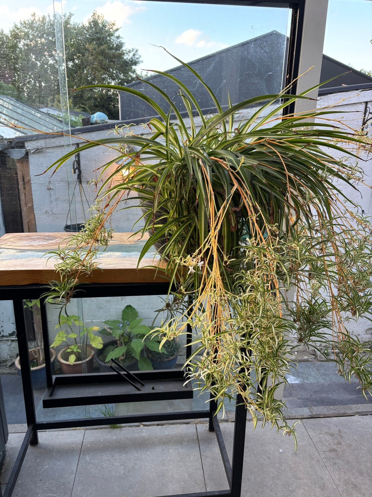 Grote Chlorophytum Variegata (graslelie)  met veel stekjes, Volle zon, Vaste plant, Bloeit niet, Ophalen