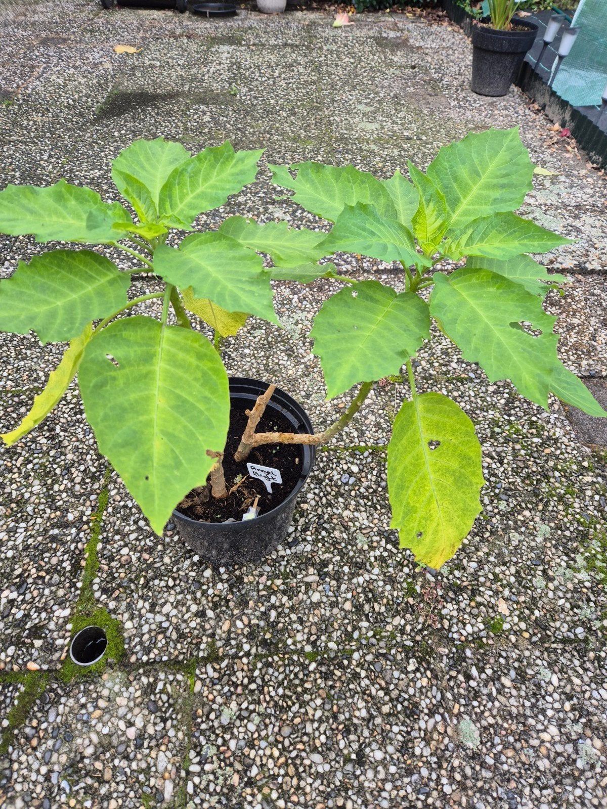 Brugmansia Angels flight variegated, Ophalen, Volle zon