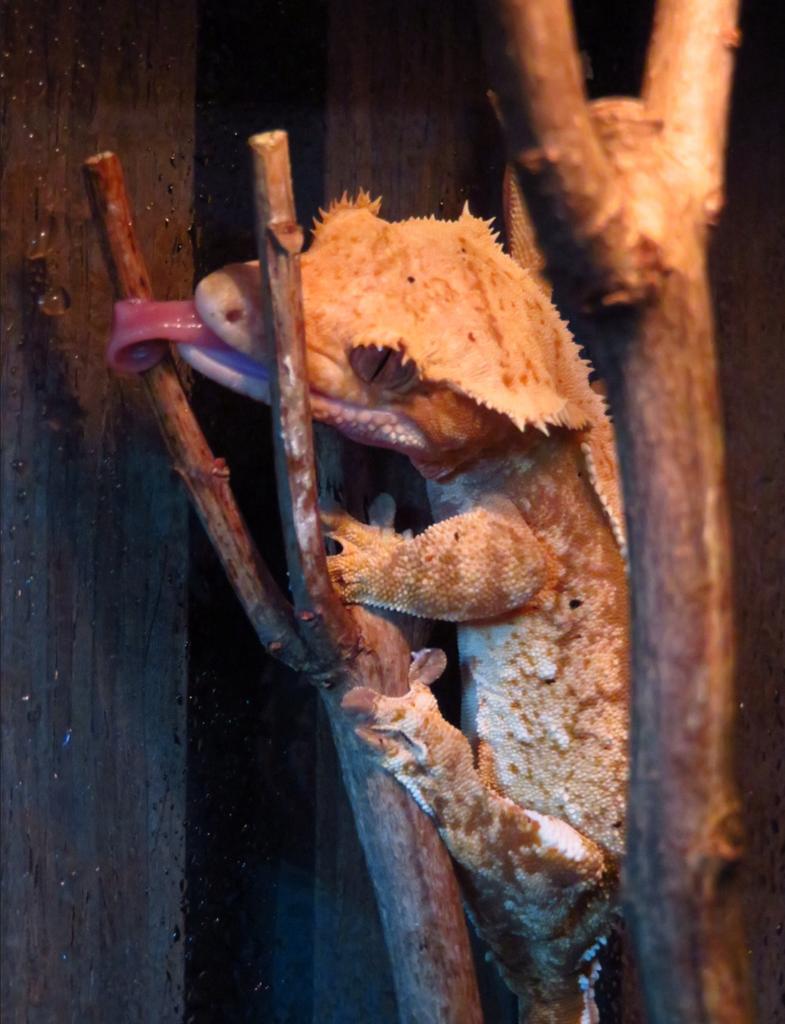 Gezocht: wimpergekko, Dieren en Toebehoren, Hagedis, Tam, 0 tot 2 jaar