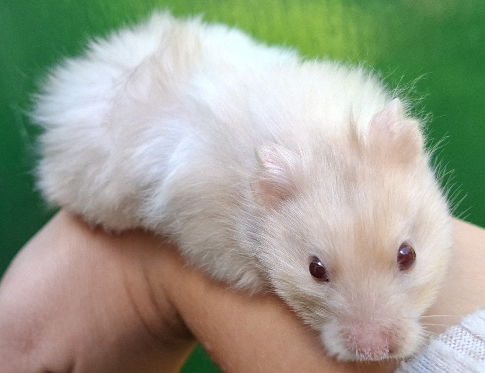 kindvriendelyke syrische hamster goudhamster van hobbyfokker, Hamster, Augustus, Vrouwelijk, Tam
