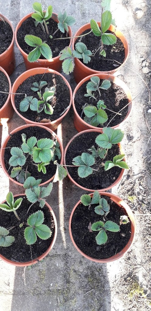 Prachtige biologische aardbeienplanten, Tuin en Terras, Planten | Tuinplanten, Volle zon, Tweejarig, Lente, Ophalen