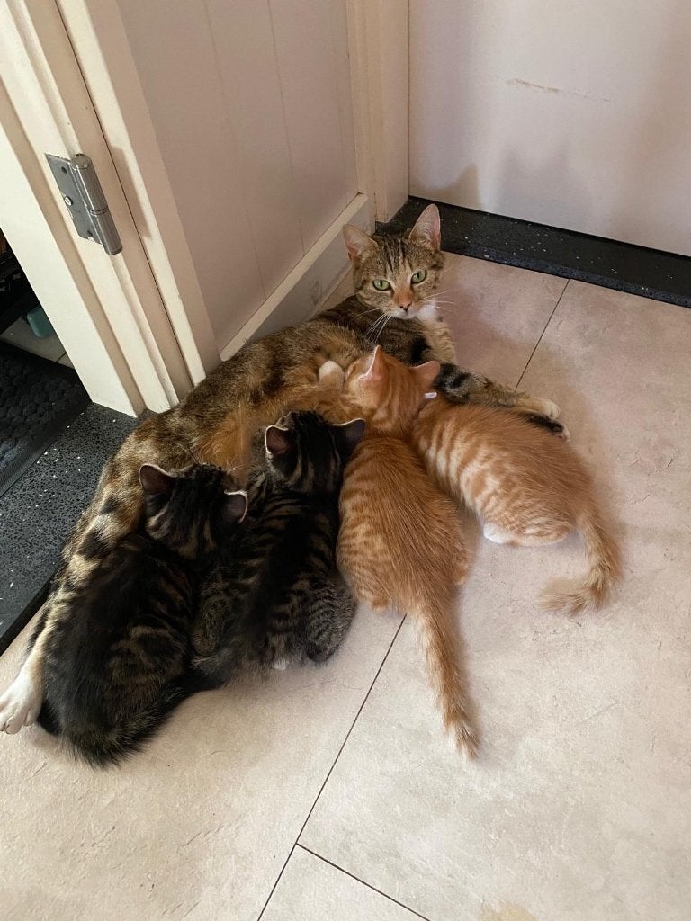 4 lieve katertjes geboren 26 mei, Kater, Kortharig, 0 tot 2 jaar