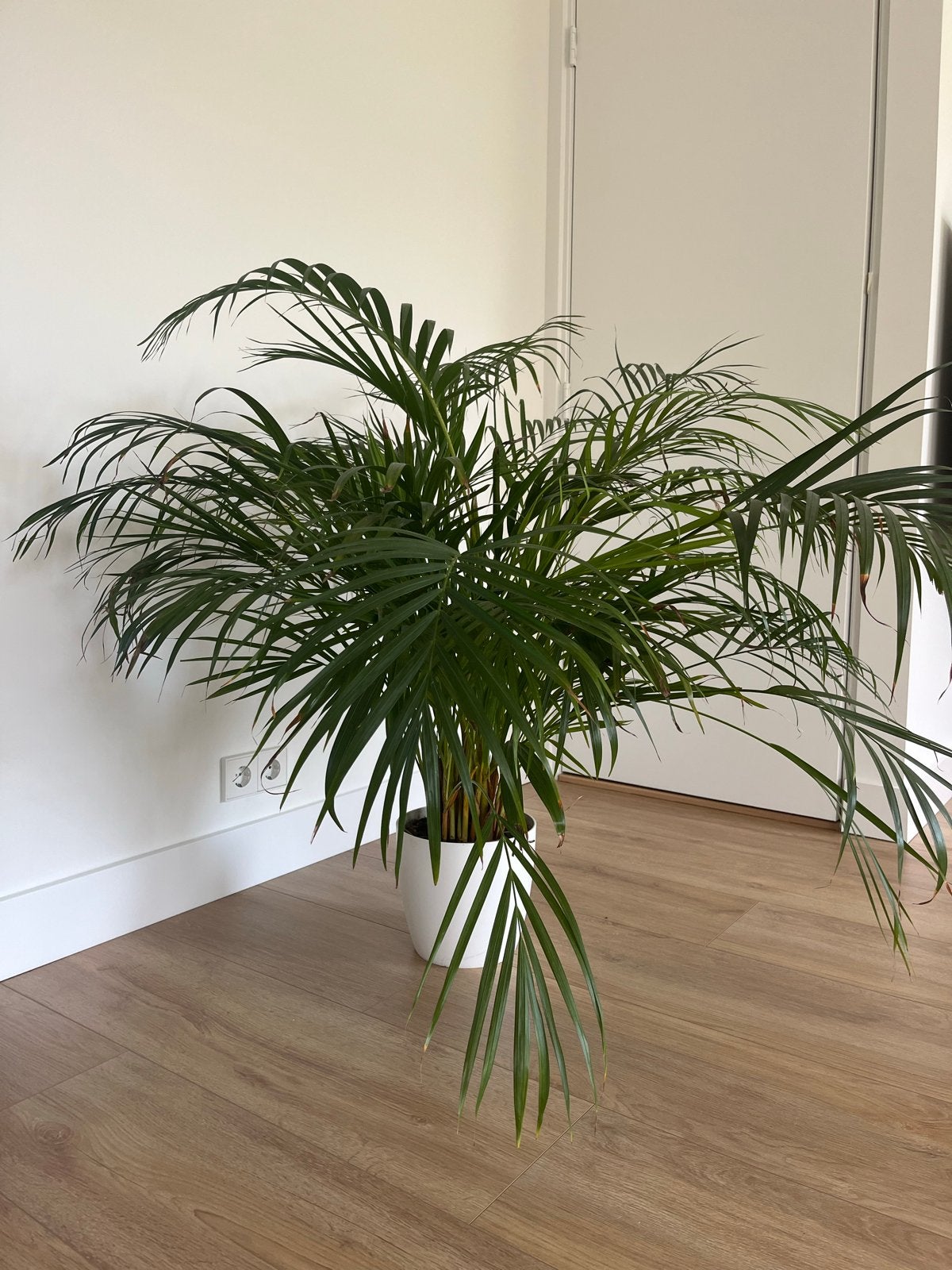 Grote Areca Palm - Kamerplant in Witte Pot, Huis en Inrichting, Kamerplanten, Ophalen, 100 tot 150 cm, Palm, Halfschaduw