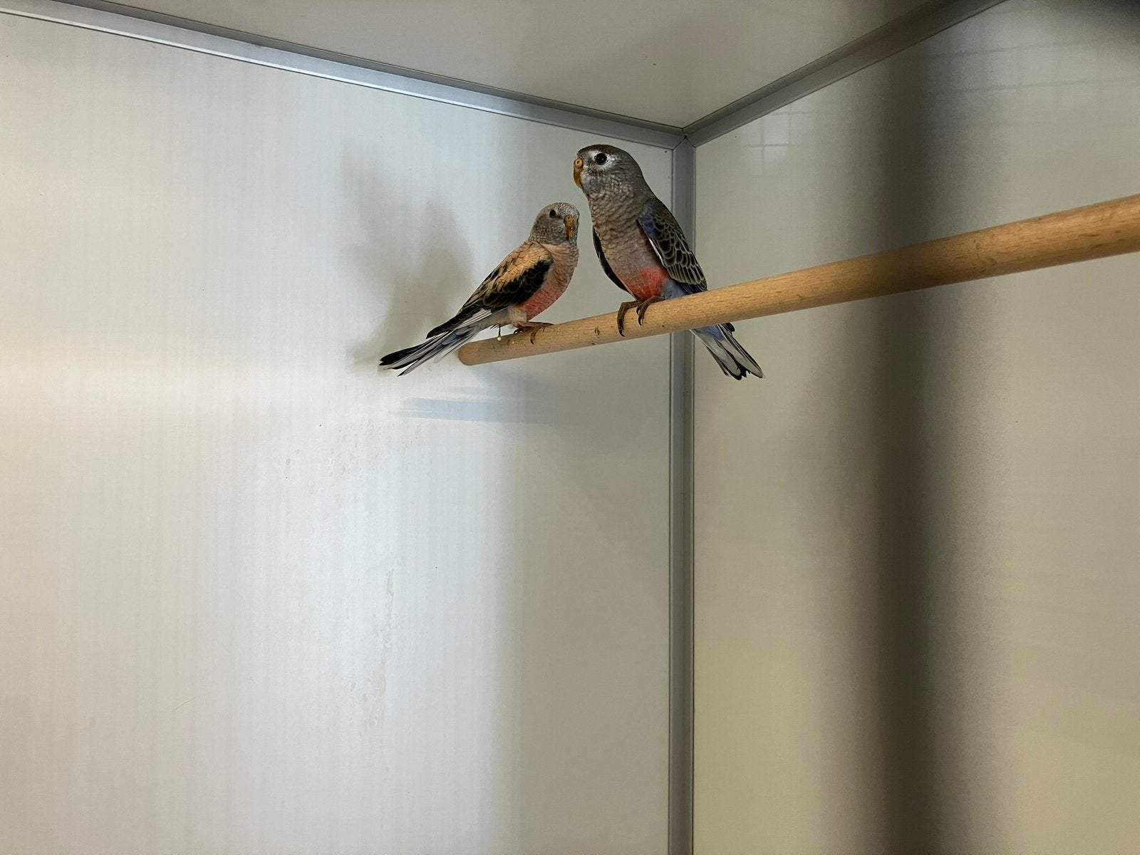 Bourke parkieten wildkleur man/ opaline pop, Dieren en Toebehoren, Vogels | Parkieten en Papegaaien, Meerdere dieren, Parkiet