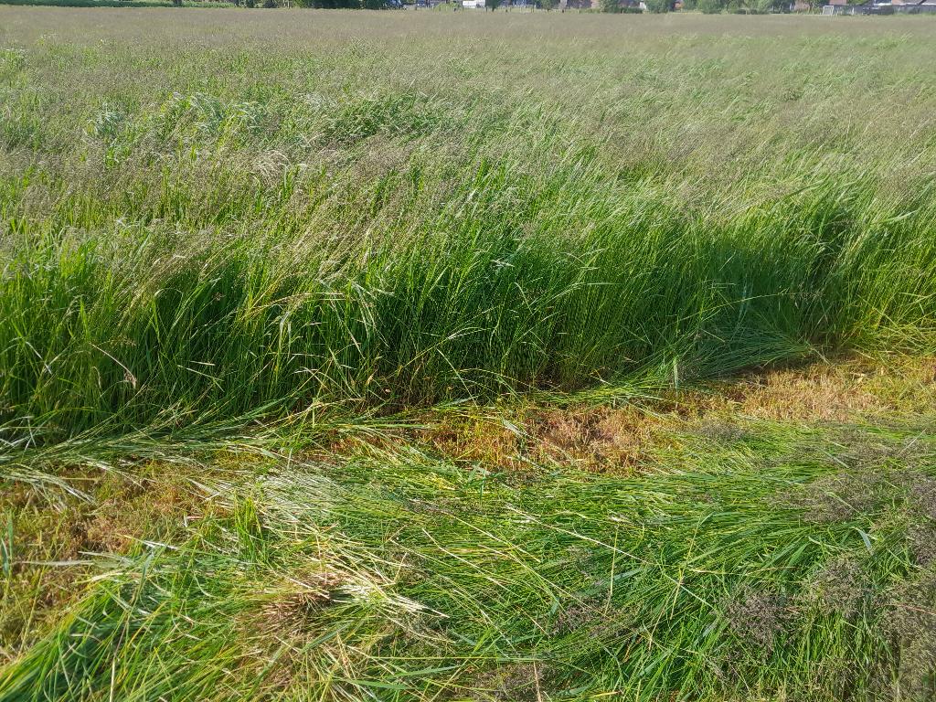 gras, kuilbalen en/of hooibalen, Ophalen of Verzenden, Vee