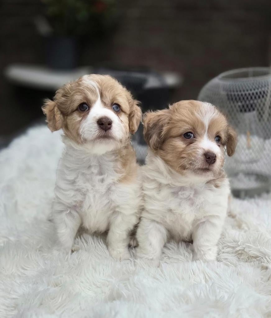 Te koop super mooie Maltipoo pups (poedel x maltezer), Overige rassen, 8 tot 15 weken, Meerdere, Meerdere dieren
