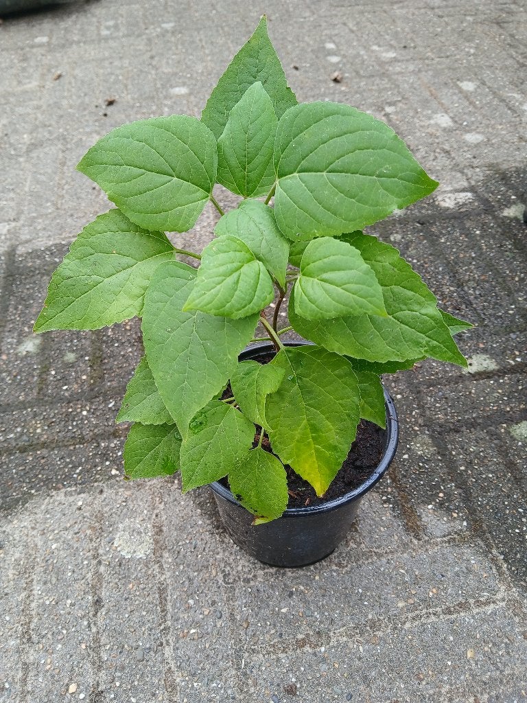 Pindakaasboom (Clerodendrum trichotomum), Tuin en Terras, Ophalen, Volle zon, Overige soorten, 100 tot 250 cm