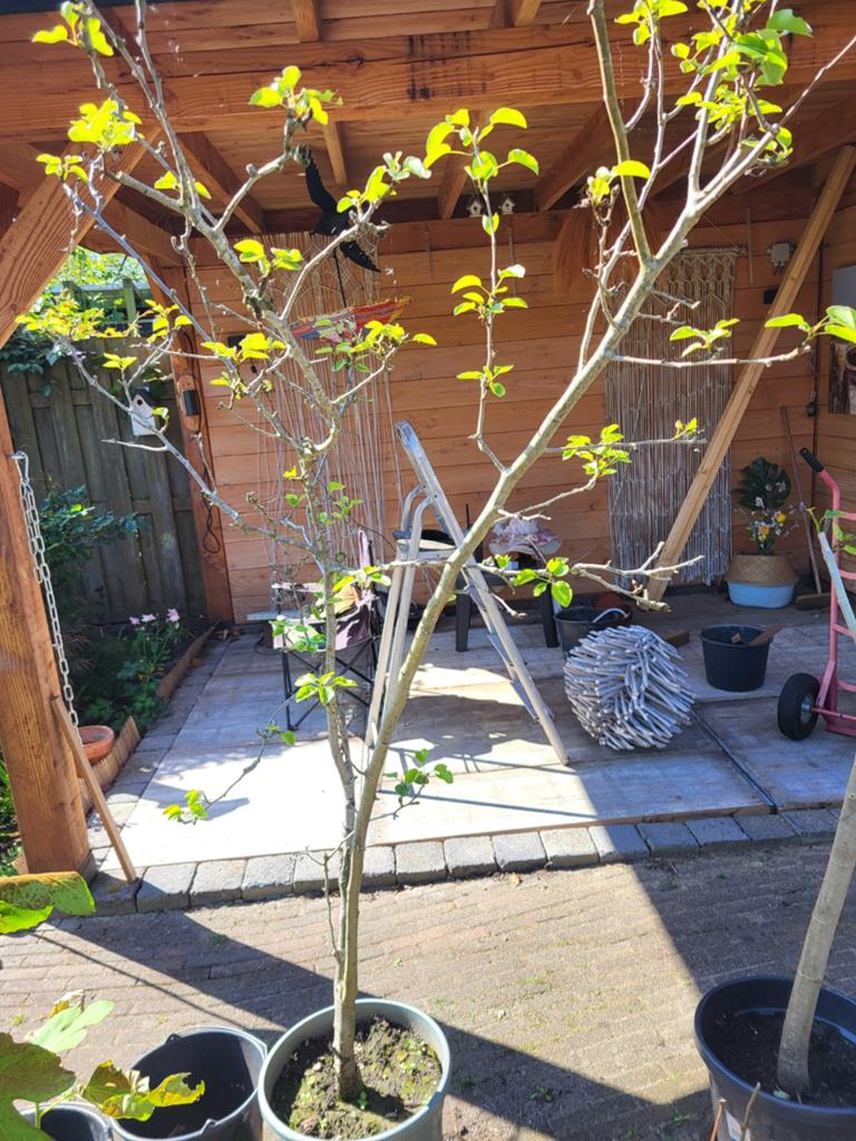 Perenboom., Ophalen, 100 tot 250 cm