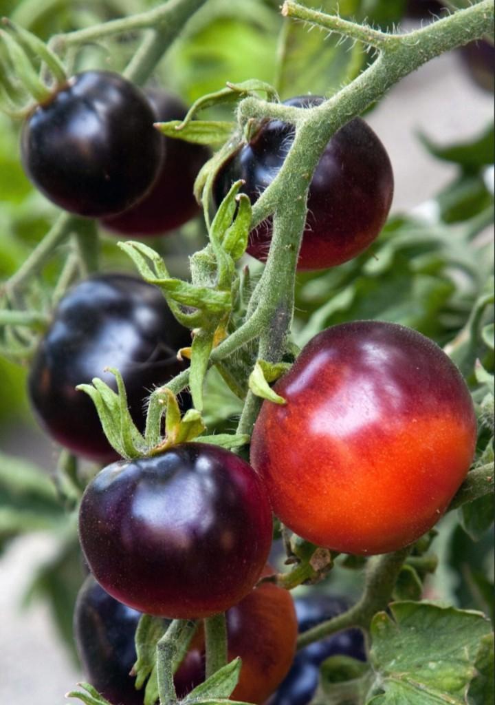 Zaden tomaat Indigo - Solanum lycopersicum, Verzenden, Volle zon