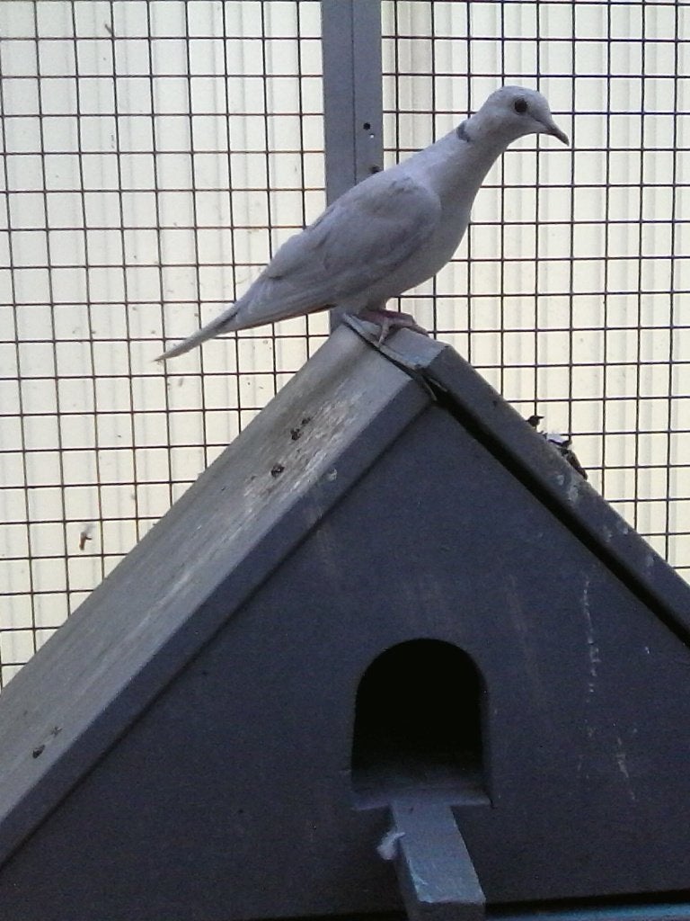 te koop; paartje tortel- duiven., Dieren en Toebehoren, Meerdere dieren, Tortelduif