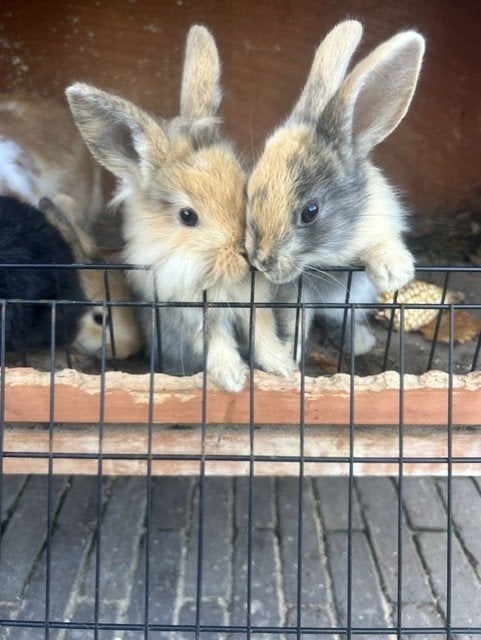 Lieve Konijntjes (minlops), Dieren en Toebehoren, Meerdere dieren, Klein, 0 tot 2 jaar