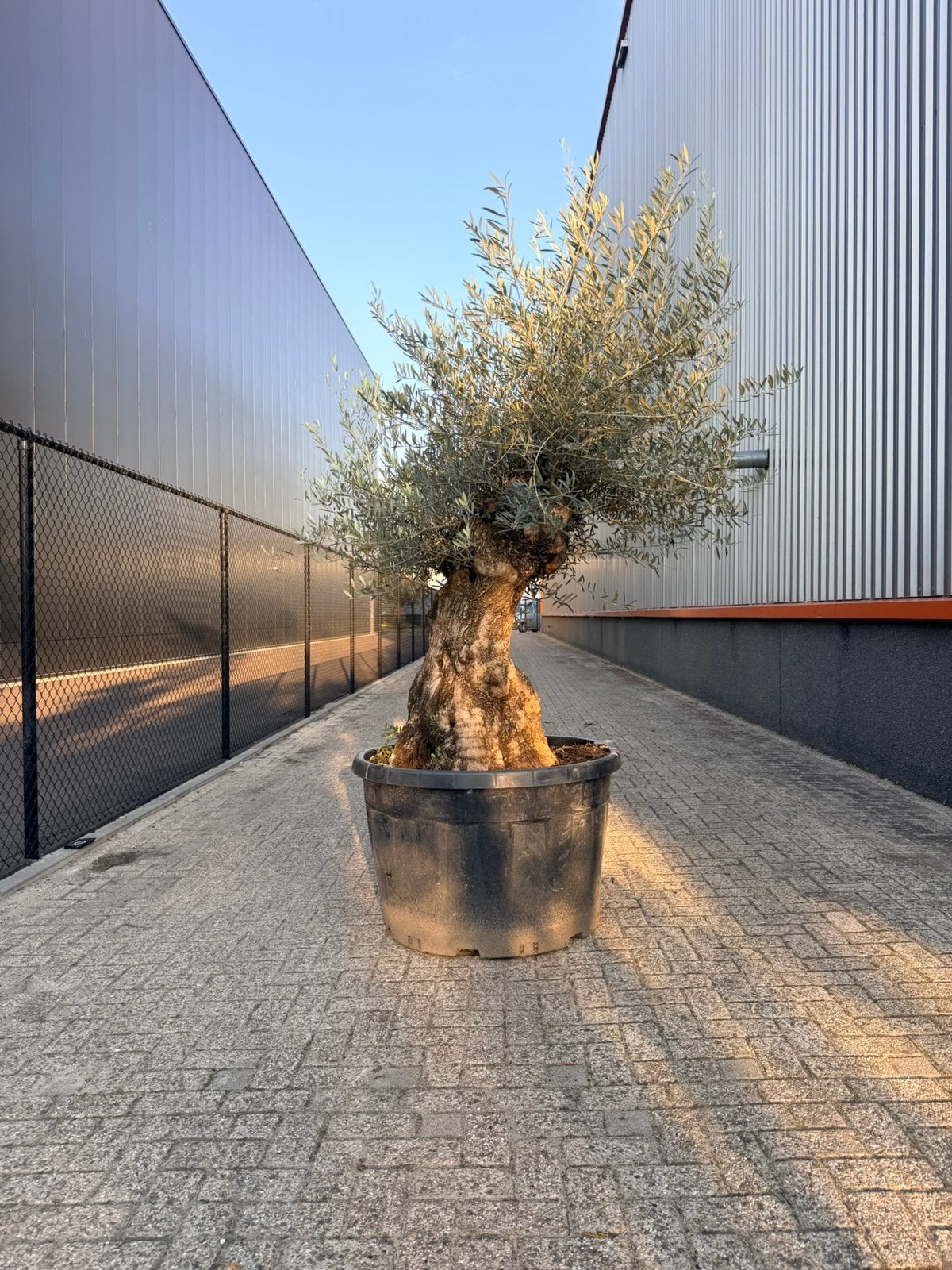 Olea europaea olijfboom stamomtrek 120/140 cm, Volle zon, Ophalen of Verzenden, 100 tot 250 cm, Olijfboom