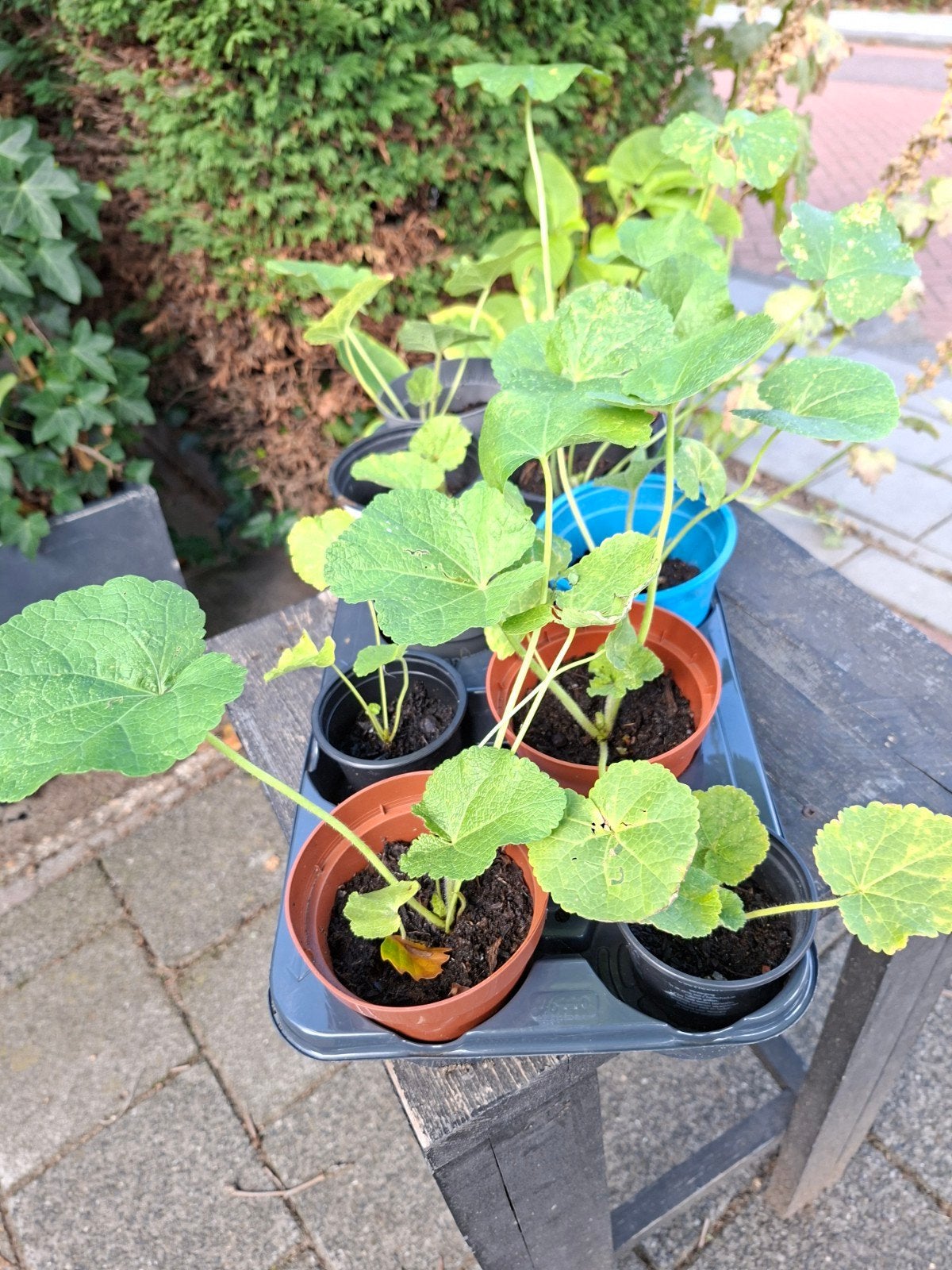 Tray met 10 stuks sokroos planten, Ophalen, Overige soorten, Volle zon