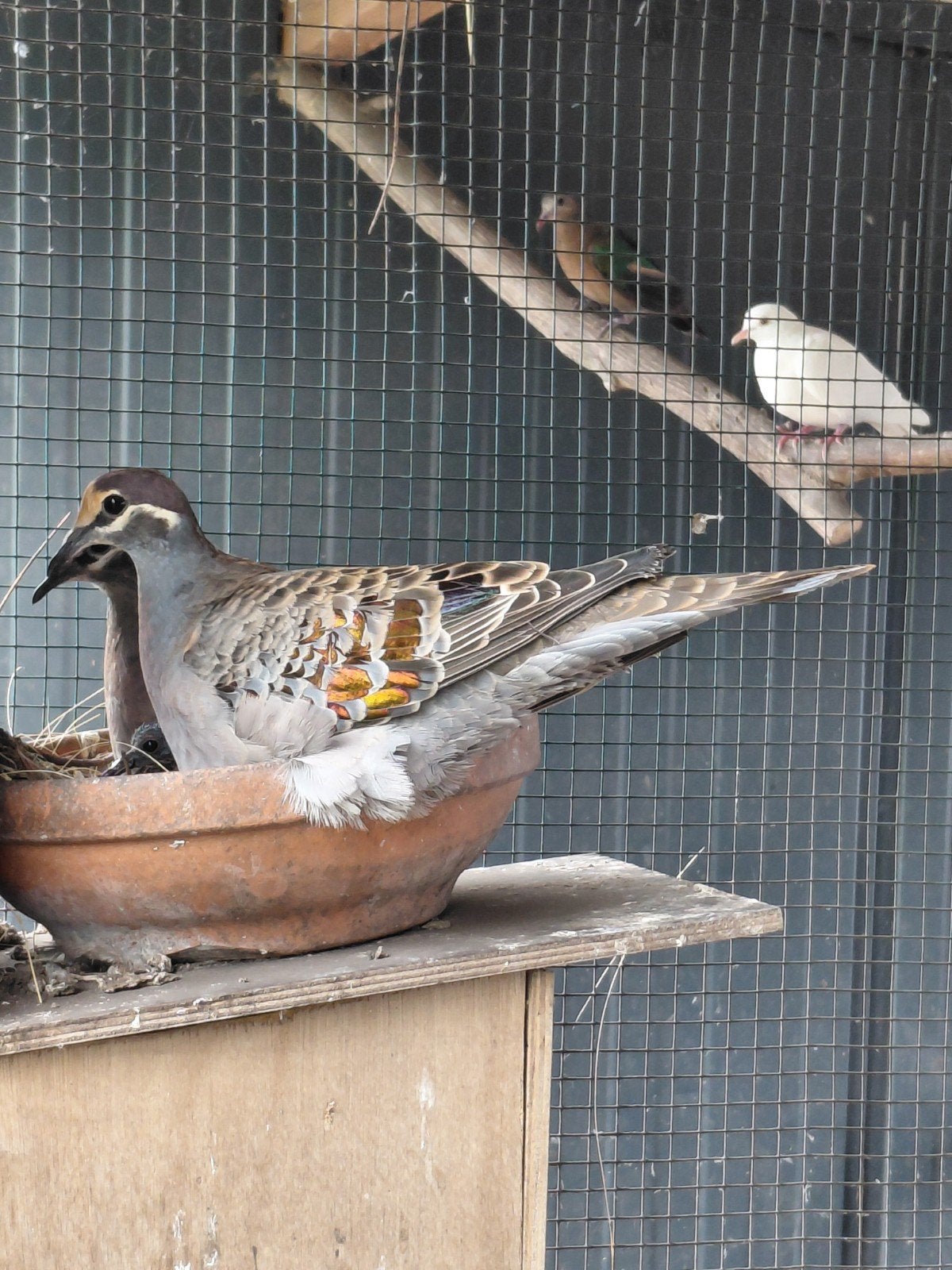 bronsvleugel duiven, Meerdere dieren, Overige soorten