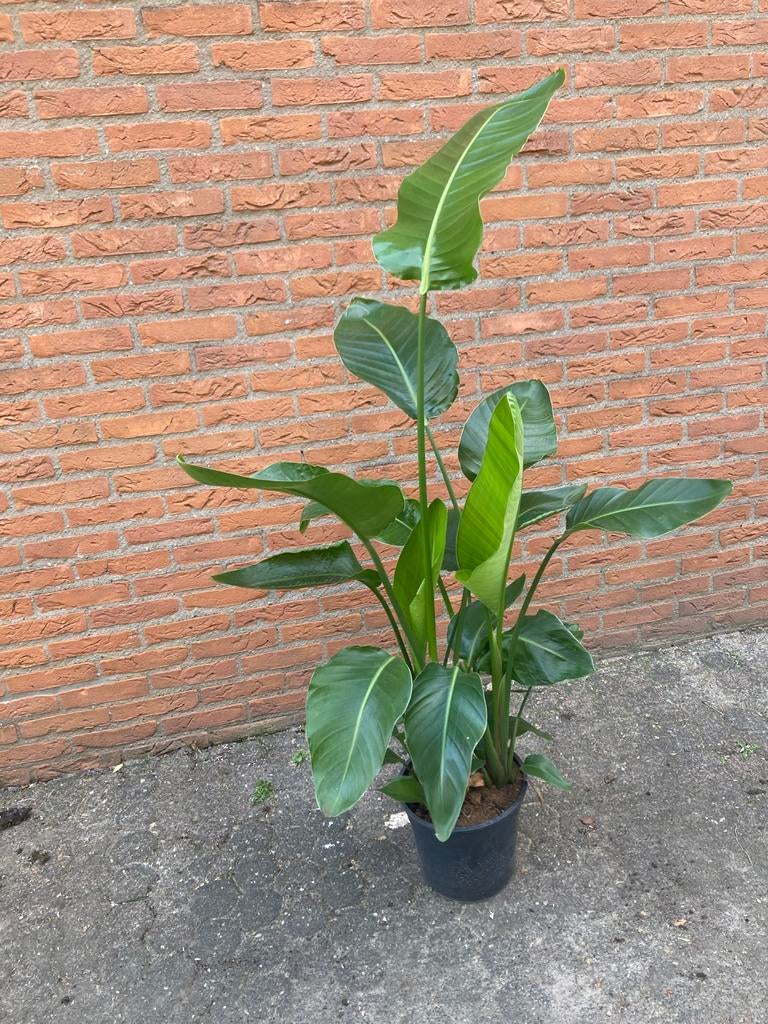Strelitzia Nicolai - Paradijsvogelplant, Tuin en Terras, Planten | Tuinplanten, Ophalen