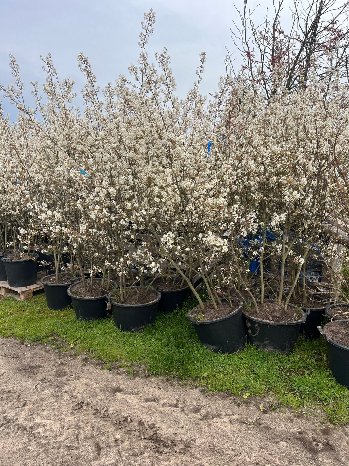 Meerstaminge Amelanchier €50, Tuin en Terras, Ophalen, Volle zon, Overige soorten, 100 tot 250 cm