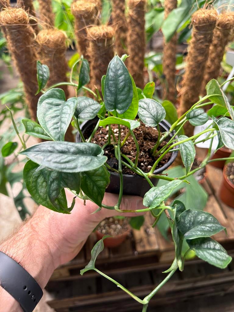 Monstera Siltepecana - Zeldzame Klimplant - Pot 13 cm, Ophalen of Verzenden