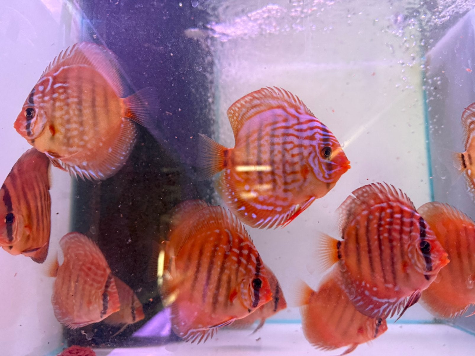 ACTIE !! Diverse Discusvissen/Discus vanaf 8 cm tot 14 cm, Vis