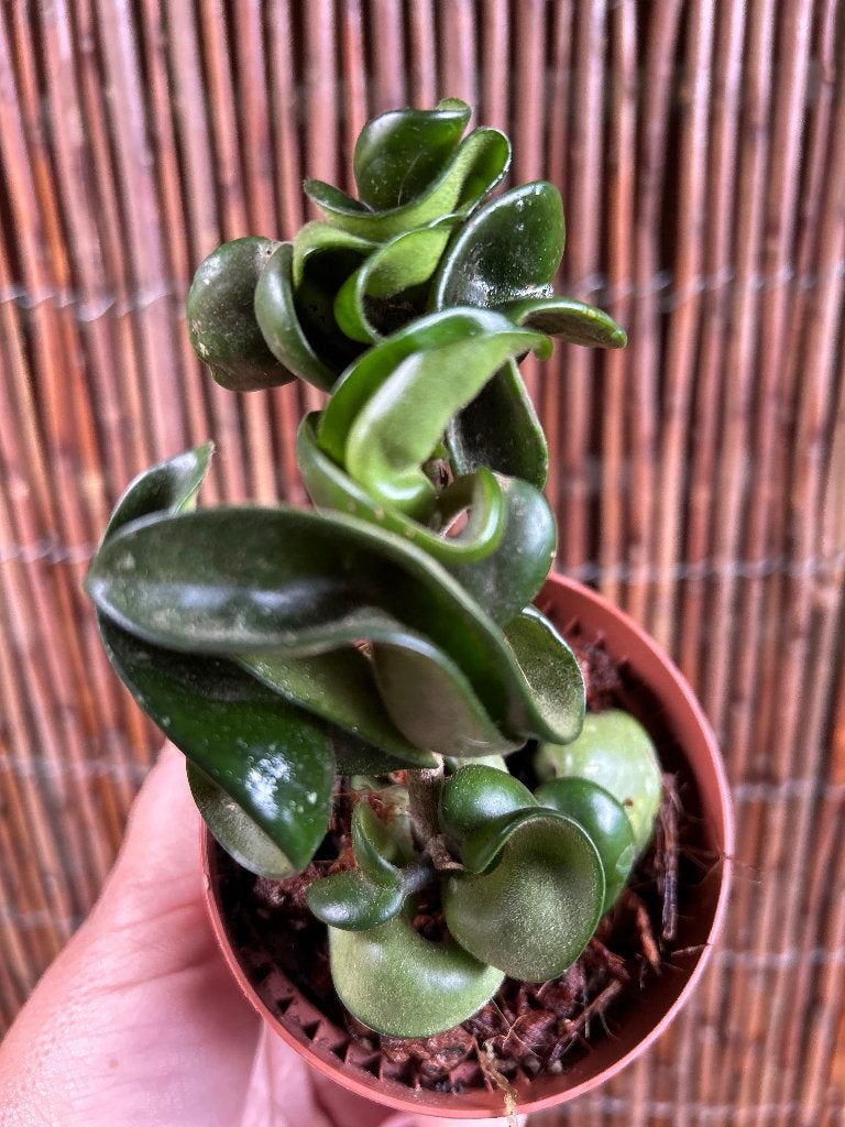 Hoya Compacta 🪴, Huis en Inrichting, Overige soorten, In pot, Minder dan 100 cm, Bloeiende kamerplant