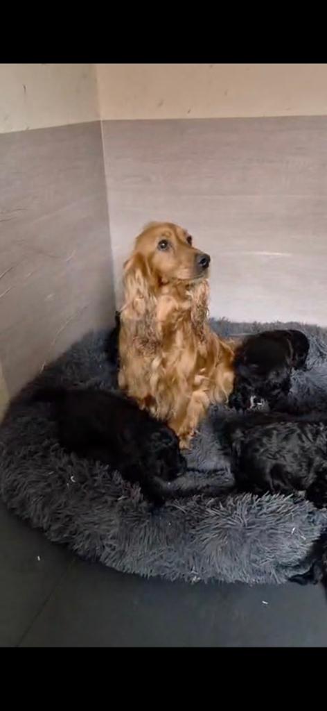 Cockapoo puppy's., Dieren en Toebehoren, Overige rassen, 8 tot 15 weken, Meerdere, Meerdere dieren