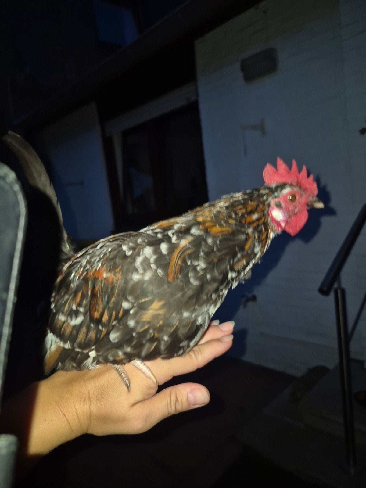 Haan serama gratis, Dieren en Toebehoren, Pluimvee, Mannelijk, Kip