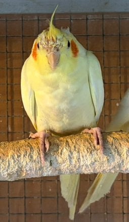 Jonge valkparkiet pop lutino, 8 wk oud, perfect tam te maken, Vrouwelijk, Parkiet, Tam