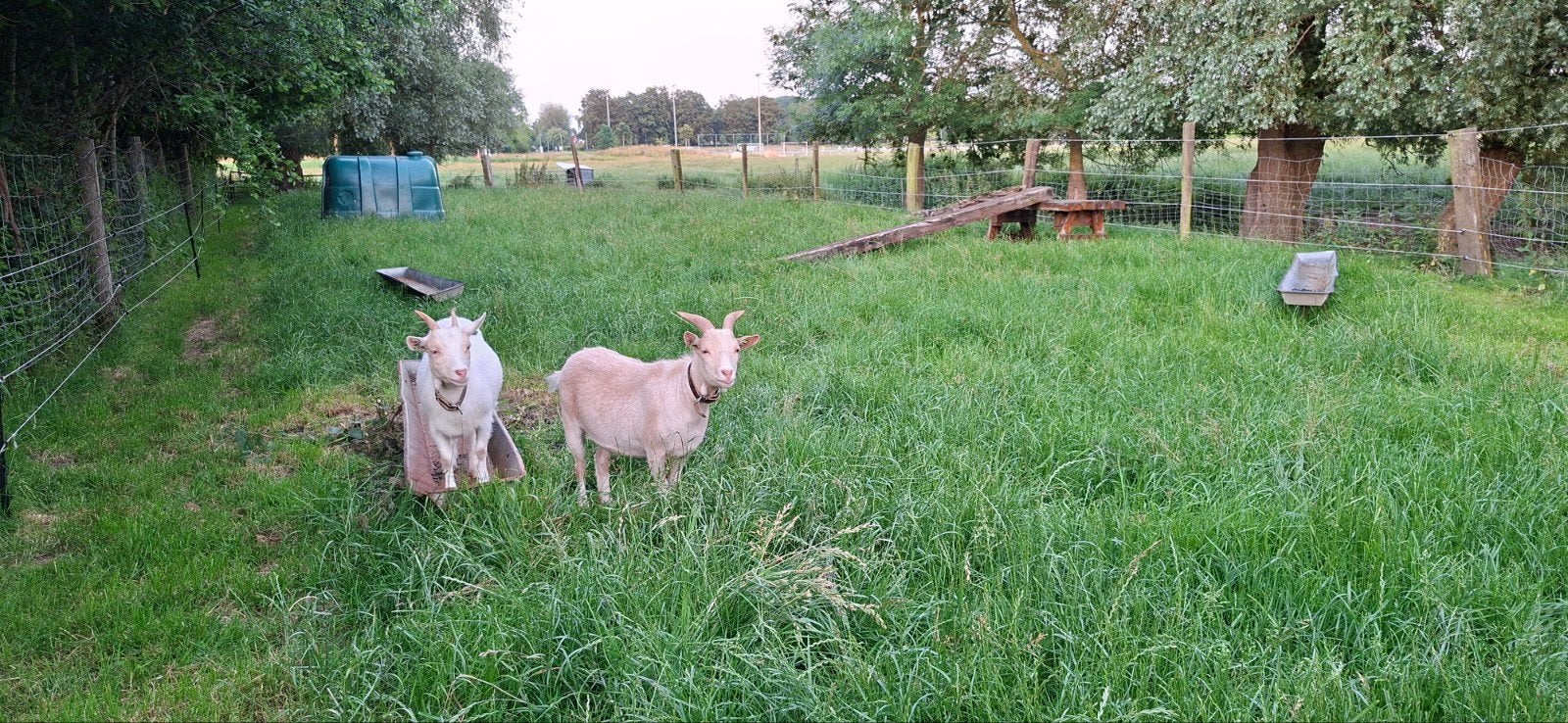 Dwerggeiten [ Geit & Gecastreerde Bok ], Dieren en Toebehoren, Meerdere dieren, Geit
