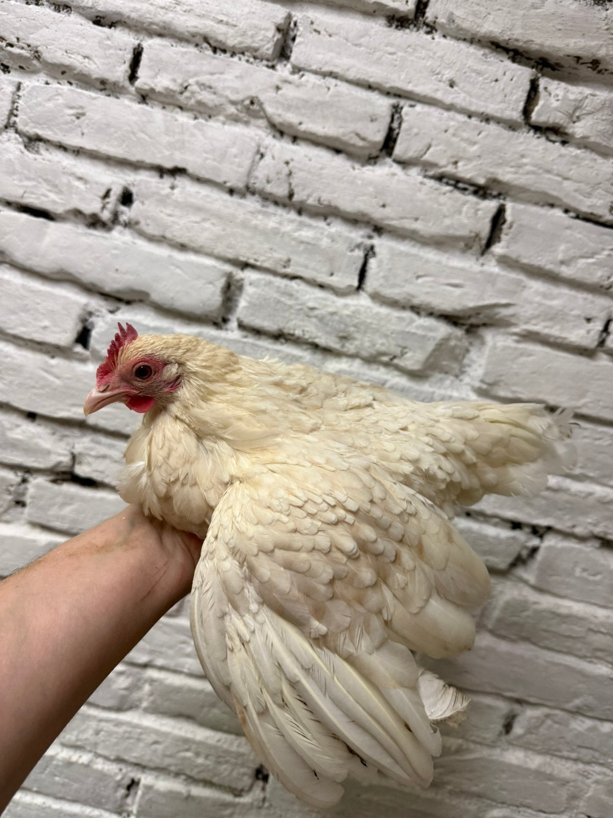 Sabelpoot kriel hennetje, Vrouwelijk, Kip