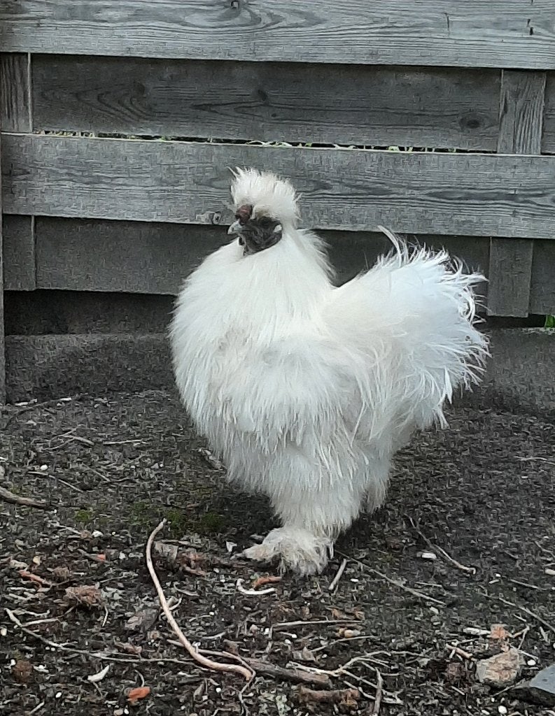 Zijdehoen haan, Dieren en Toebehoren, Mannelijk, Kip