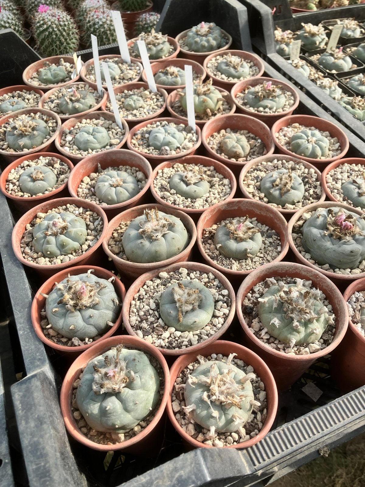 Grote verzameling Peyote cactussen (Lophophora williamsii), Overige soorten, Volle zon, Vaste plant, Ophalen of Verzenden