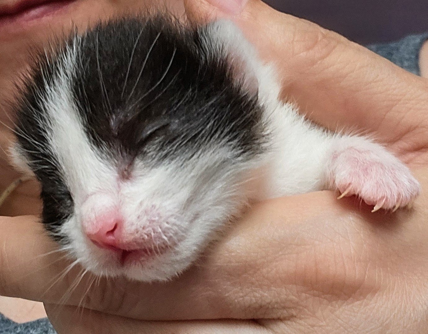 ragdoll/europeschekort haar kittens, Meerdere dieren