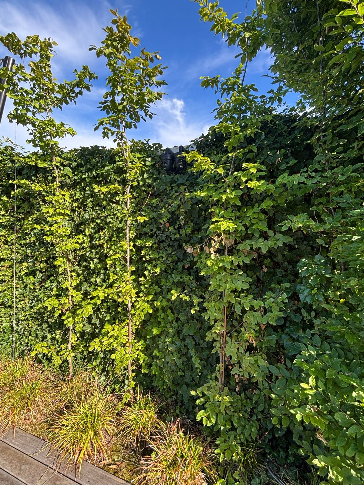Haagbeuken 4 stuks - 400cm hoogte - €20,- ps, Tuin en Terras, Planten | Struiken en Hagen, Ophalen, Beukenhaag, Haag, 250 cm of meer