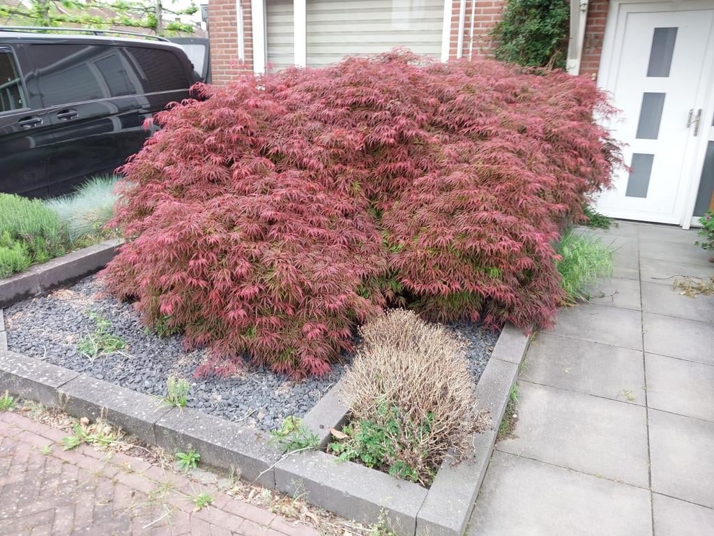 Prachtige volle Japanse esdoorn met mooie rode bladeren, Tuin en Terras, Ophalen, Bloeit niet, Halfschaduw, Overige soorten