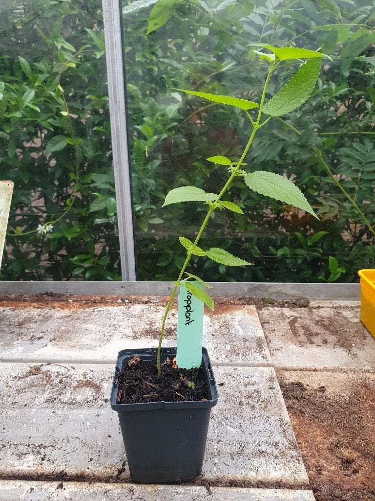 dropplant, Ophalen, Volle zon, Vaste plant, Kruiden