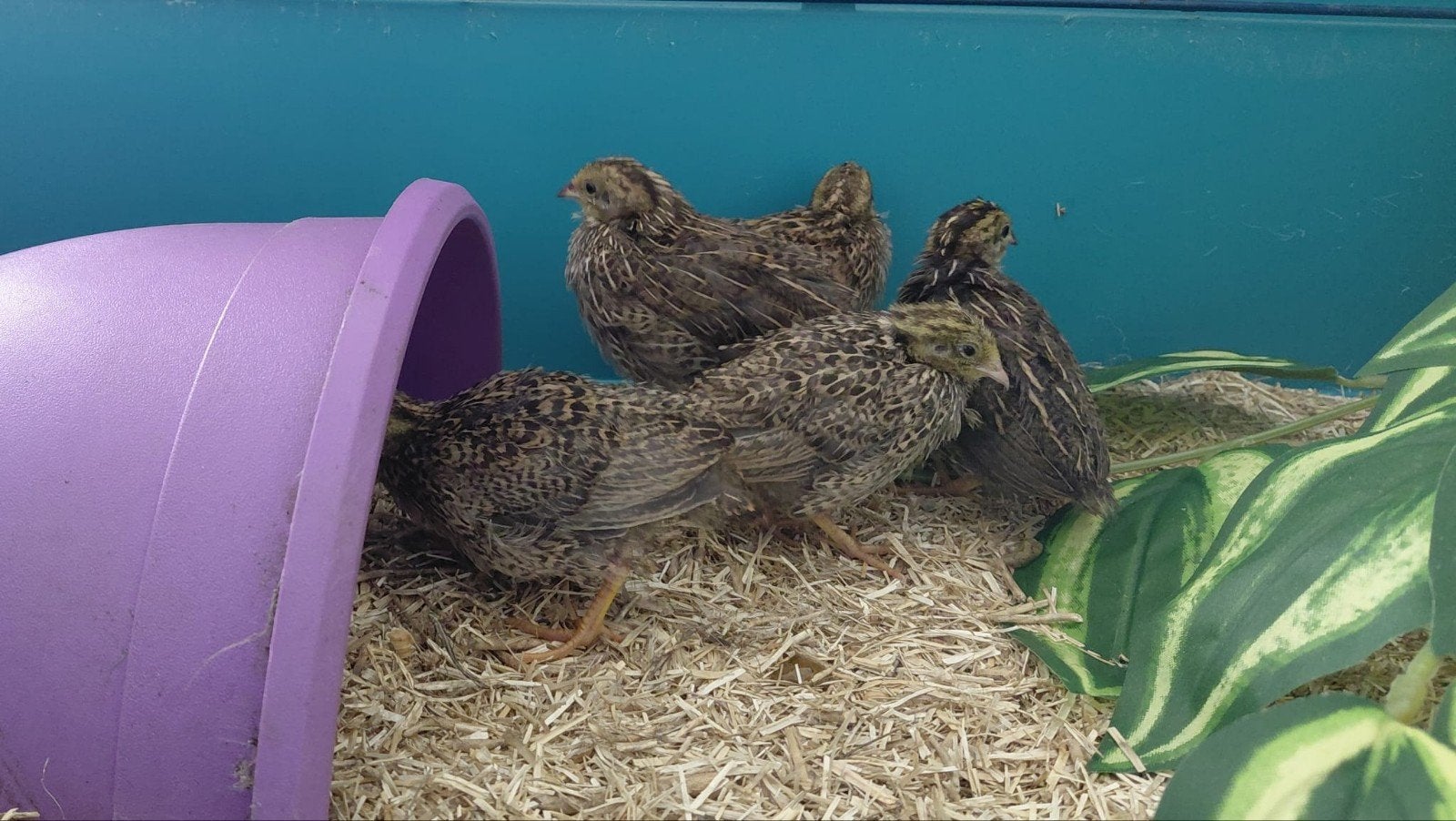 Chinese dwergkwartels, Dieren en Toebehoren, Vogels | Overige Vogels, Geslacht onbekend, Wildzangvogel, Tam