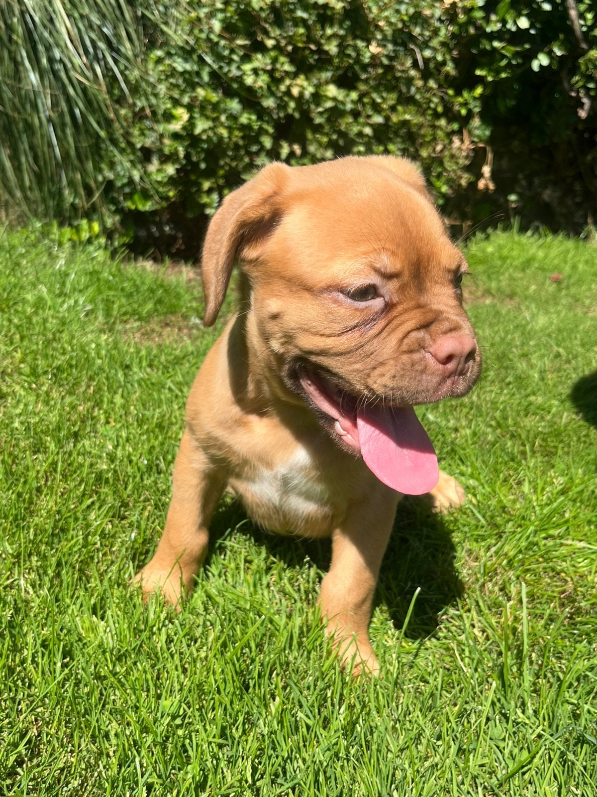 Bordeauxdog pup, Dieren en Toebehoren, Parvo, Overige rassen, 8 tot 15 weken, Teef