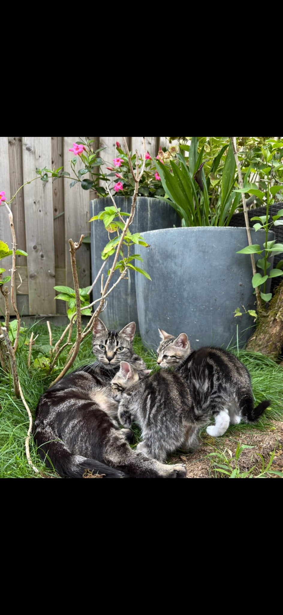 Kittens. Mogen nu al het nestje verlaten., Dieren en Toebehoren, Katten en Kittens | Overige Katten, Meerdere dieren, Kortharig