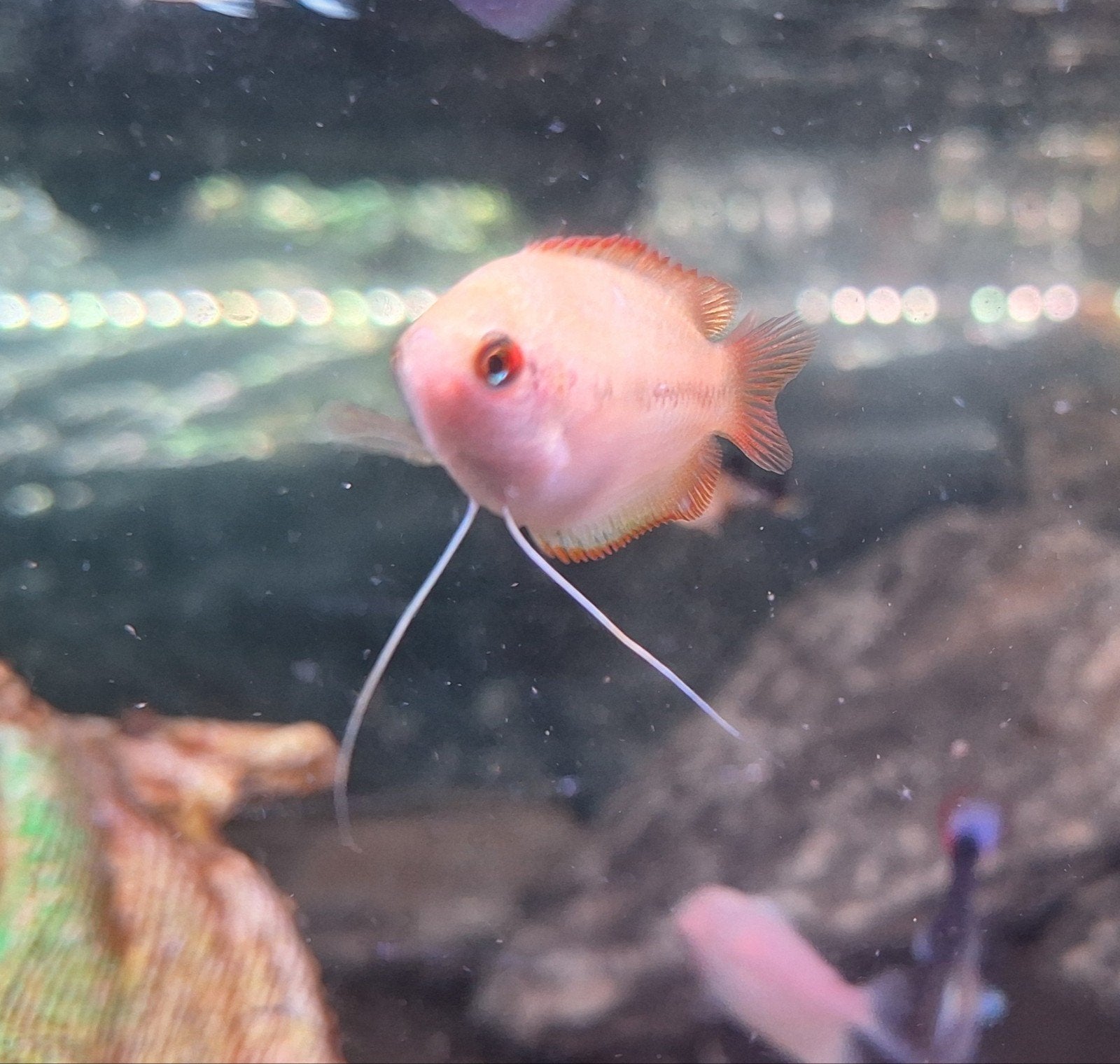 2 dwerg gourami's, Dieren en Toebehoren, Vis, Zoetwatervis