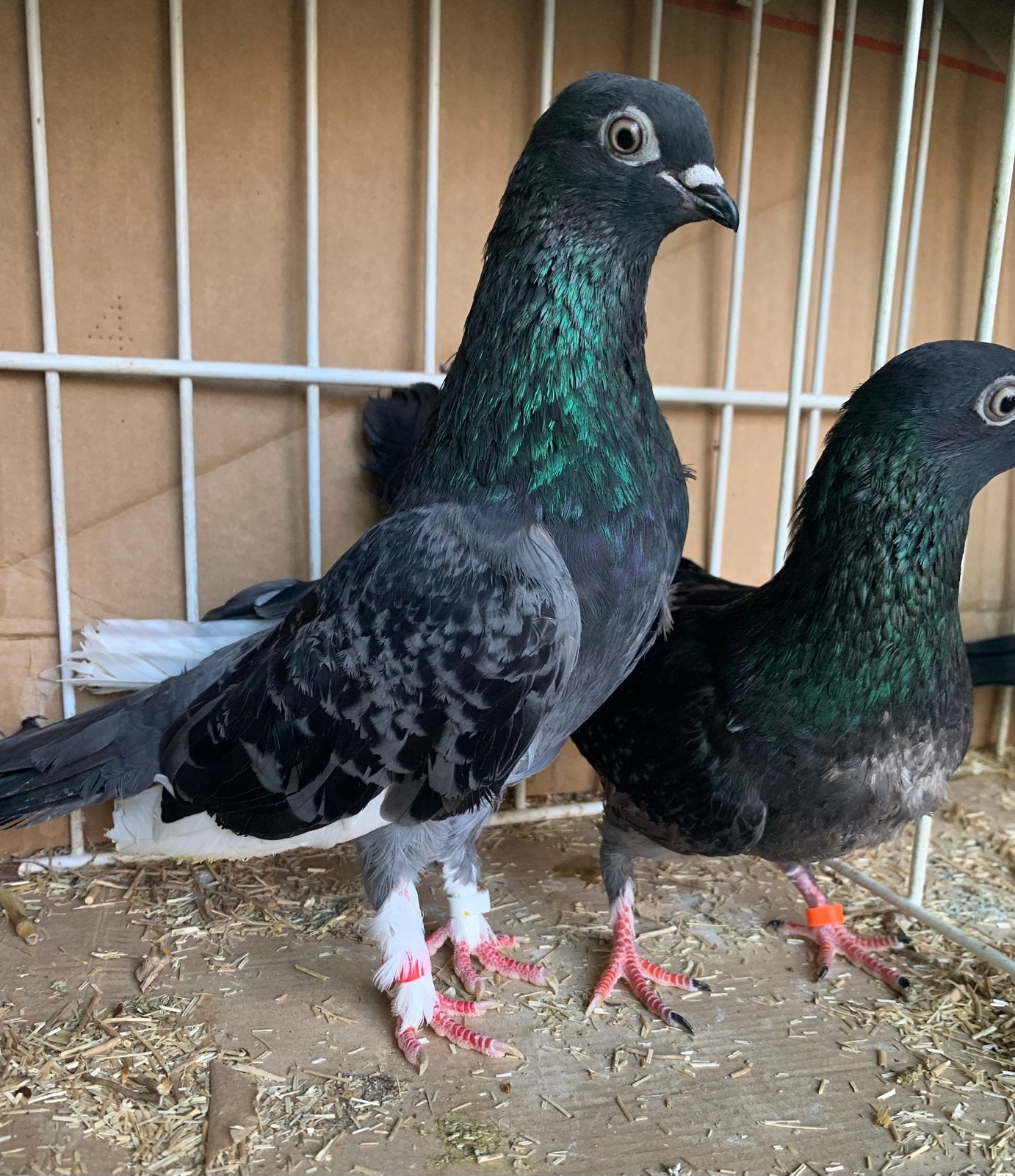 Kweekkoppel Wener Hoogvlieger Vliegtype, Dieren en Toebehoren, Vogels | Duiven, Meerdere dieren, Overige soorten