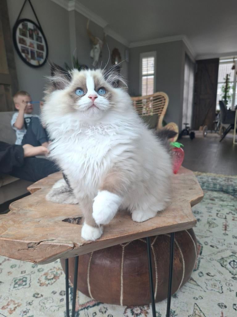 Laatste ragdoll katertje met stamboom, Kater, Met stamboom, 0 tot 2 jaar