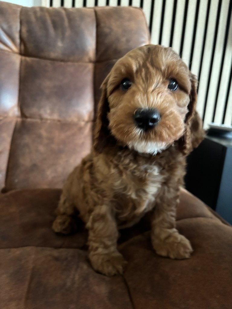 Labradoodle mini, Parvo, Nederland, 8 tot 15 weken, Meerdere