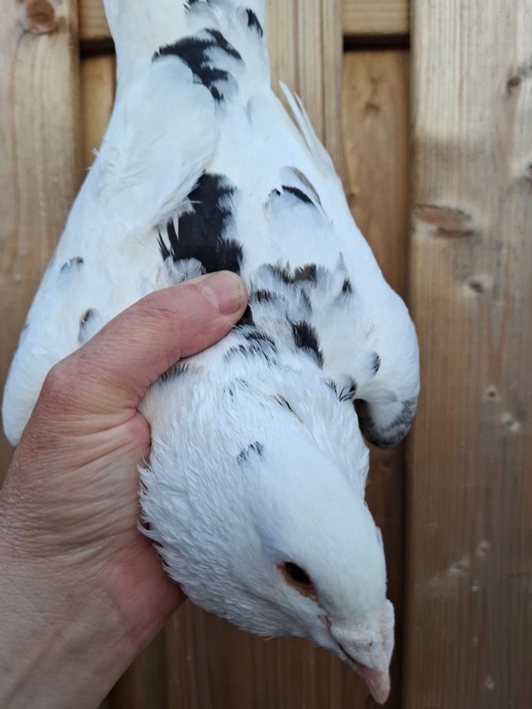 Kleurpostduiven doffer, Dieren en Toebehoren, Vogels | Duiven, Mannelijk, Postduif