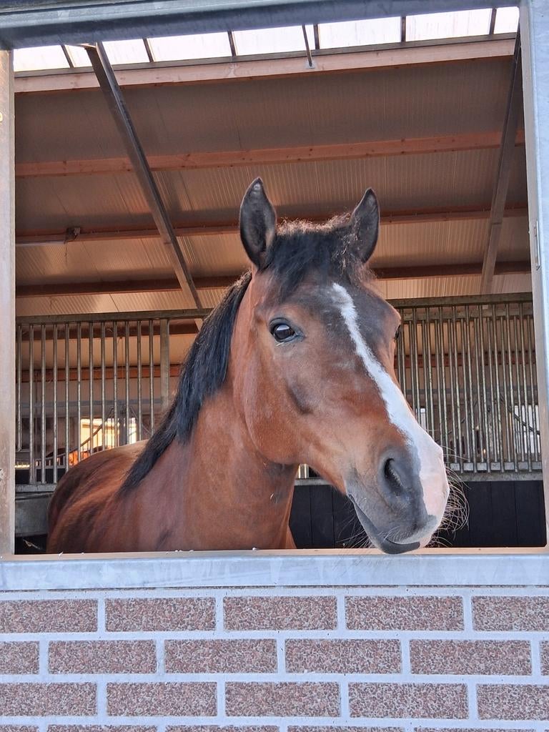 Paard en ponyrijlessen