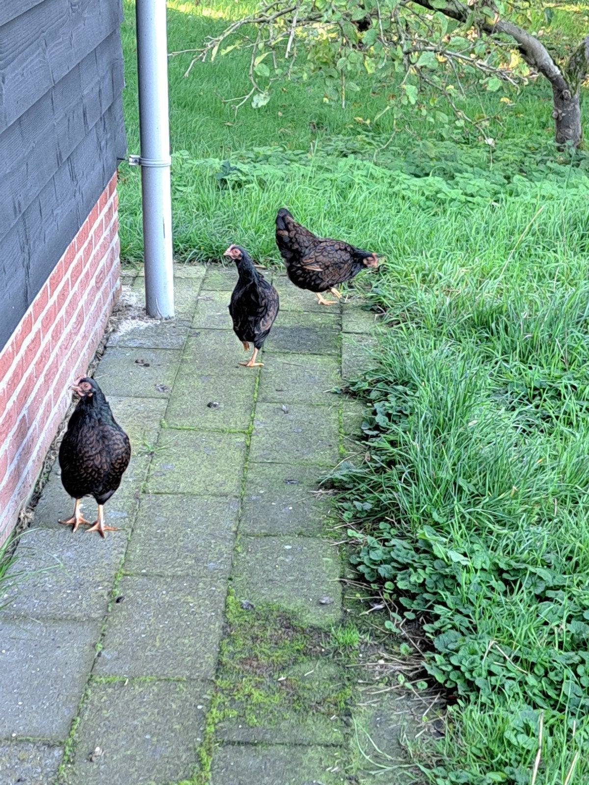 barnevelder kriel, Vrouwelijk, Kip