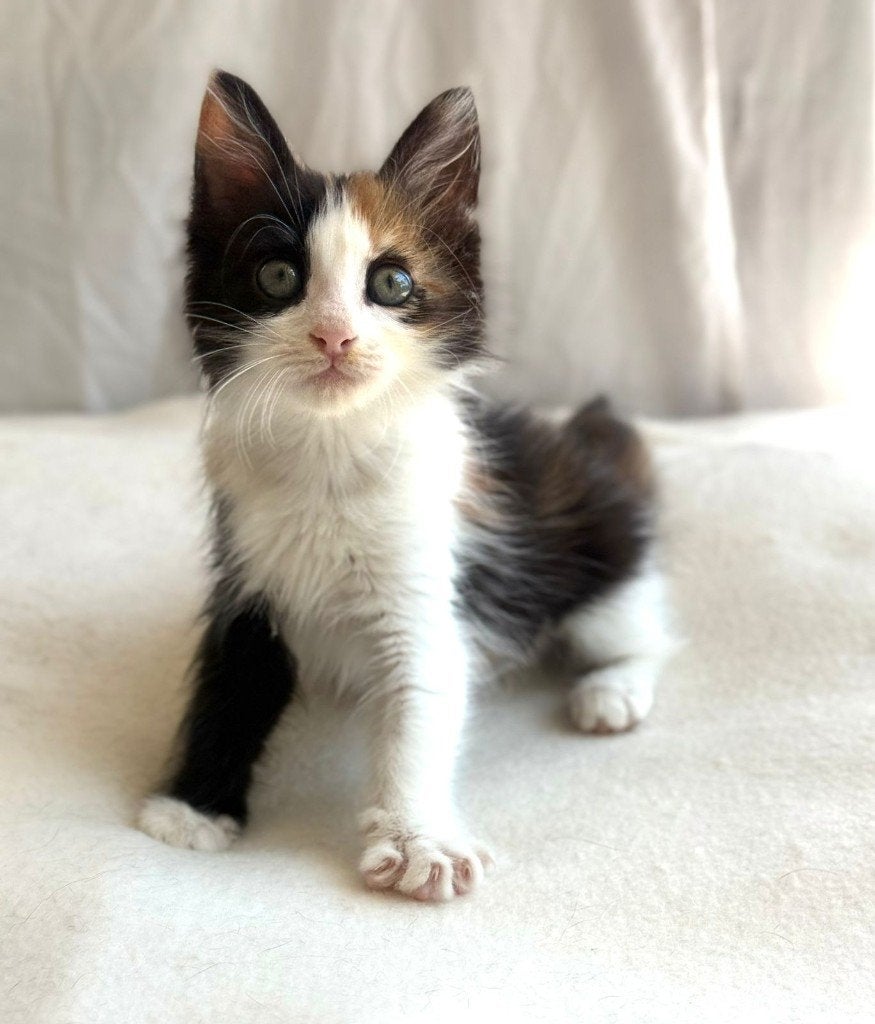 Kitten for adoption: CARETTA, Poes, Langharig, 0 tot 2 jaar
