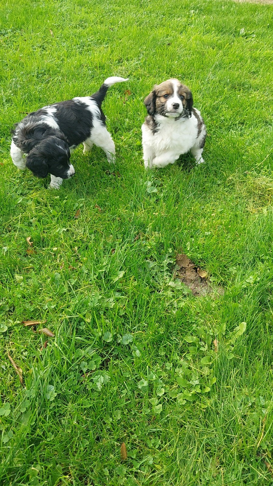 Kruising kooiker x friese stabij  pups mag  nest verlaten, 8 tot 15 weken, CDV (hondenziekte), Meerdere dieren, Eén hond