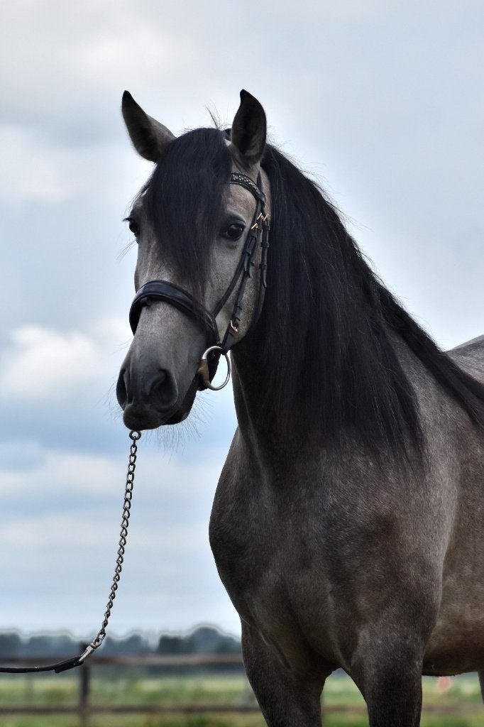##Fantastische & zeer mooie PRE ruin met een TOP karakter##, Met stamboom, Ruin, Dressuurpaard, 3 tot 6 jaar