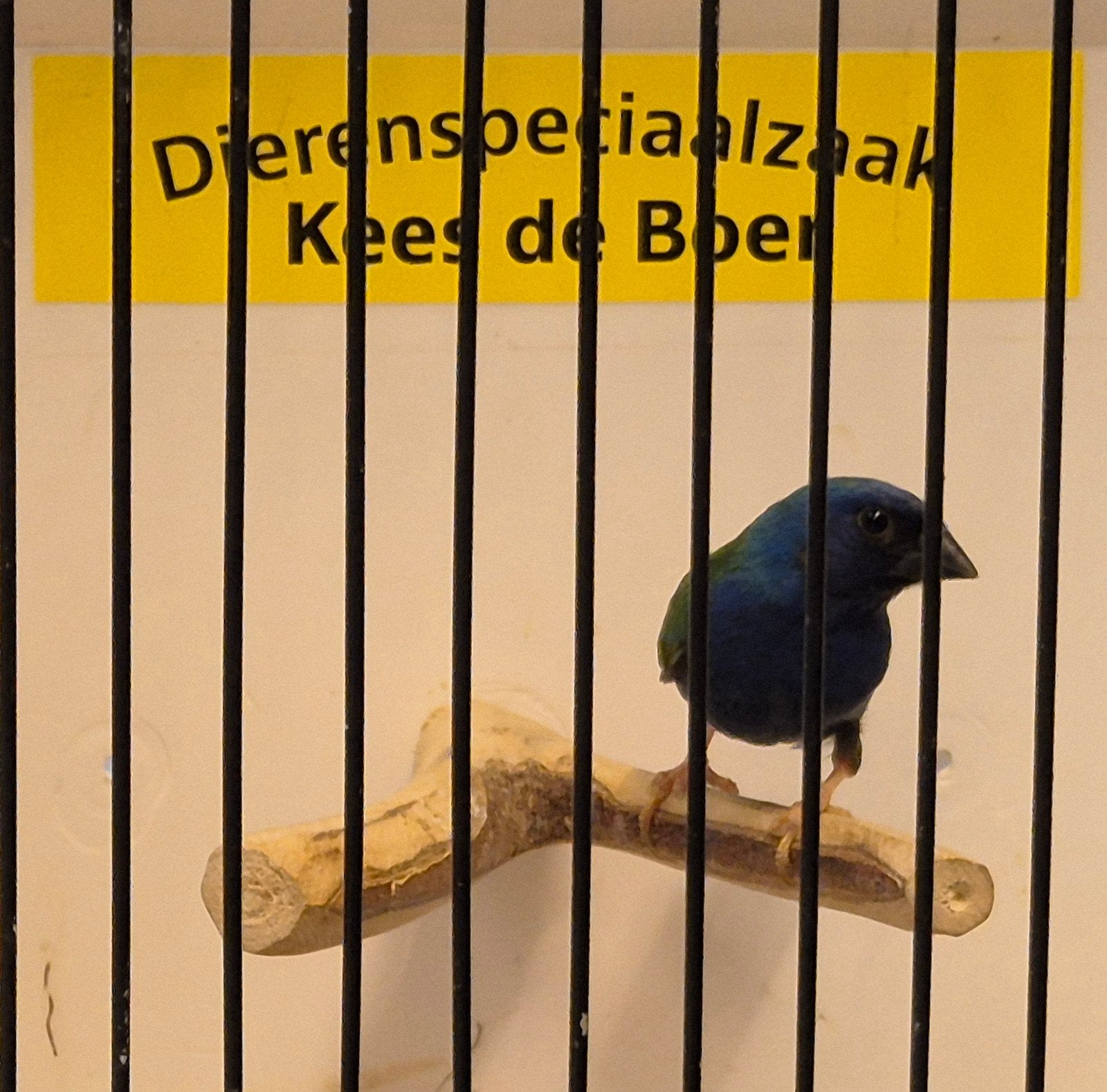 Forbes papegaaiamadine man, Mannelijk