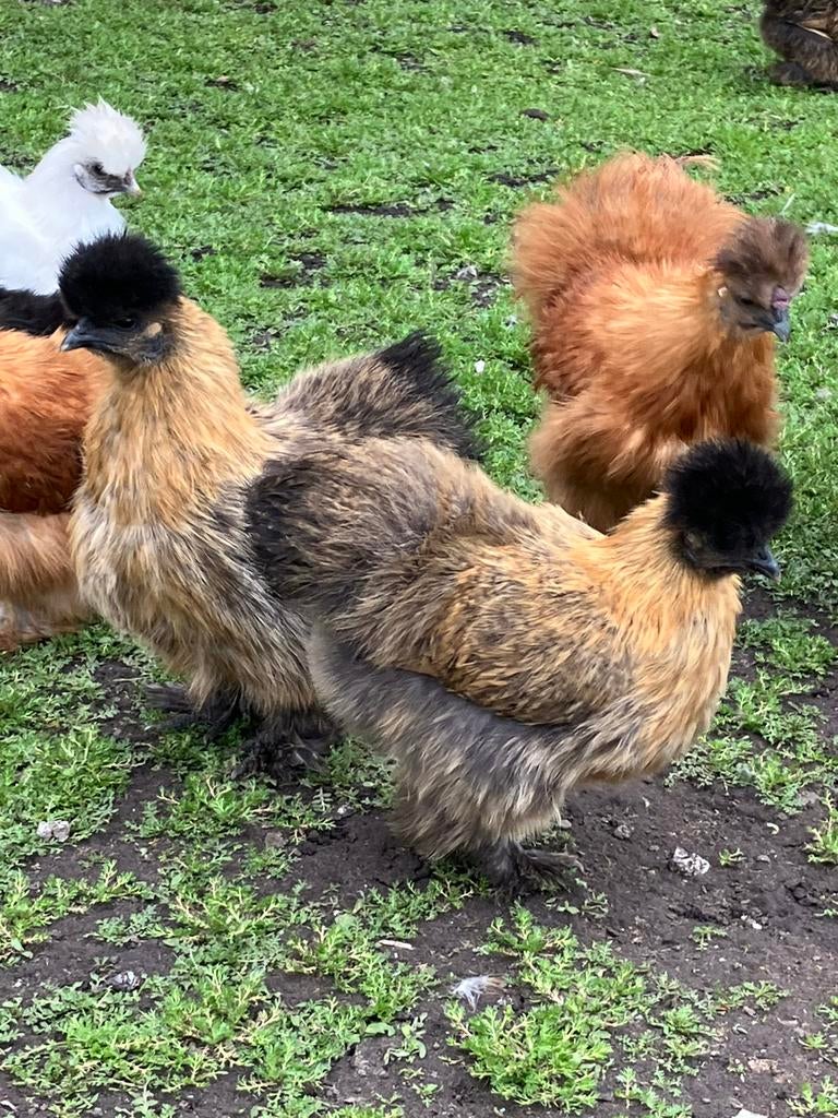Prachtige zijdehoenders, Dieren en Toebehoren, Meerdere dieren, Kip